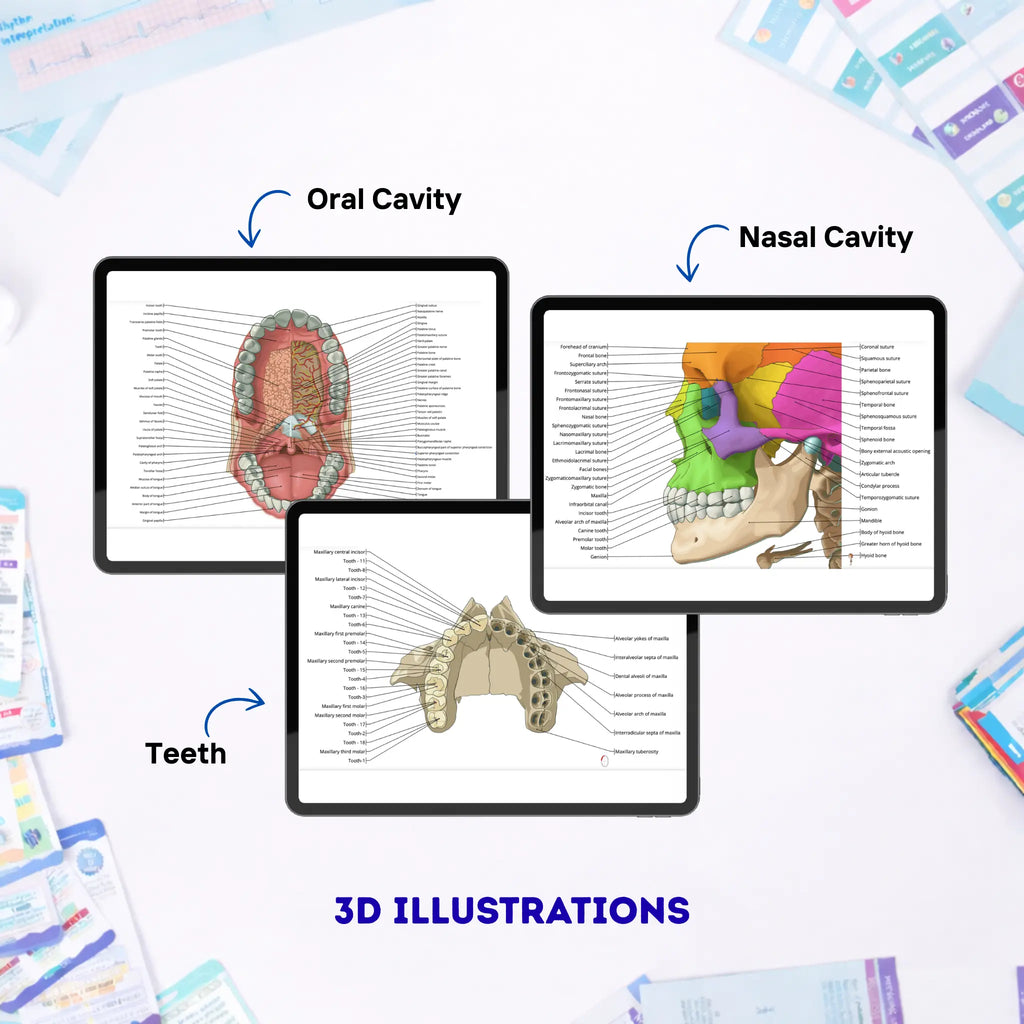 Dental Study Notes - COMPLETE BUNDLE