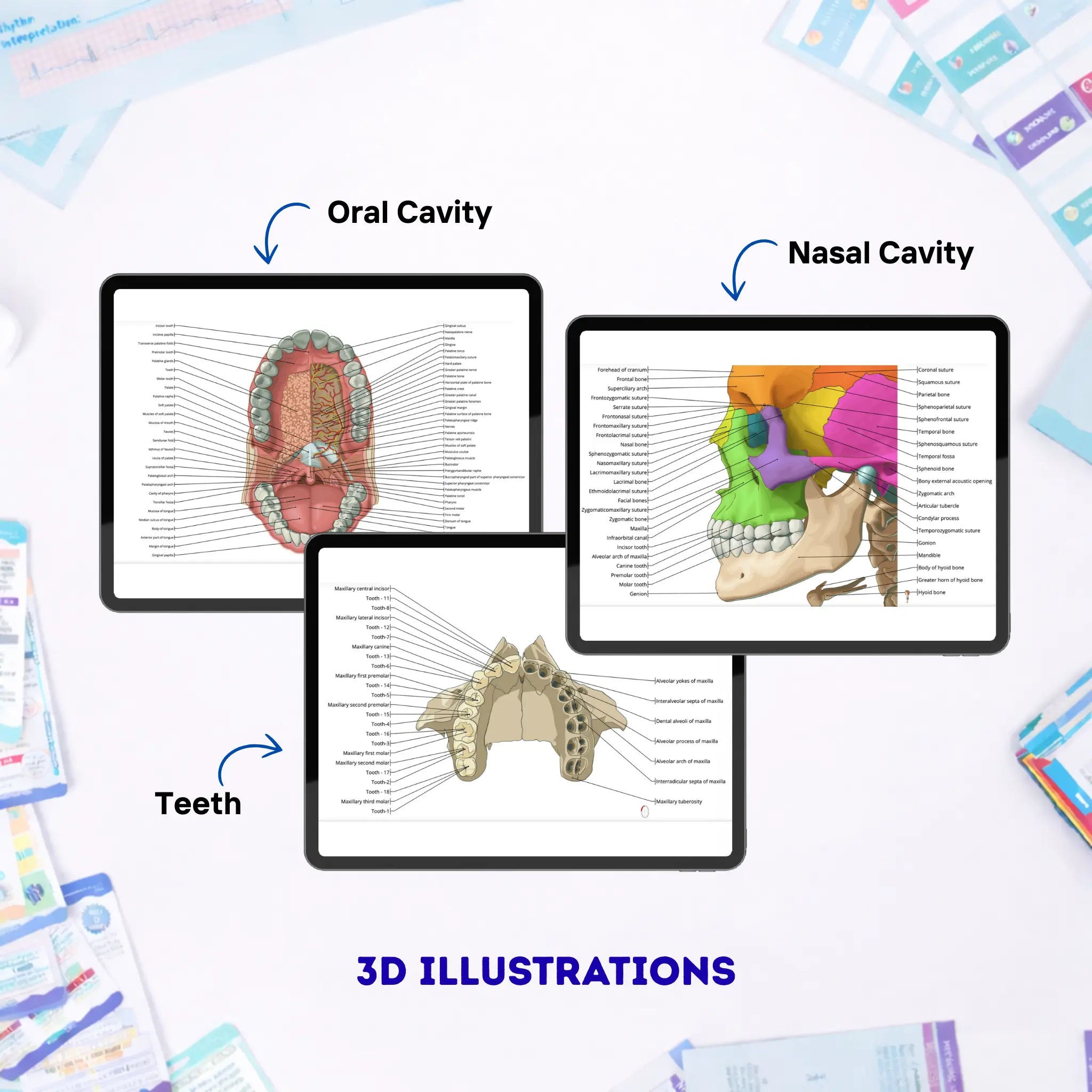 Dental Study Notes - COMPLETE BUNDLE
