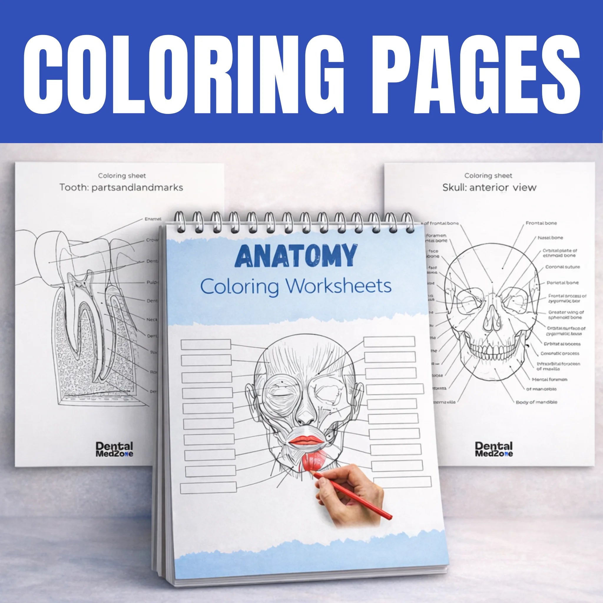 Anatomy Coloring Workbook
